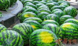 河南技术学院吃瓜爆料,揭秘校园风云事件